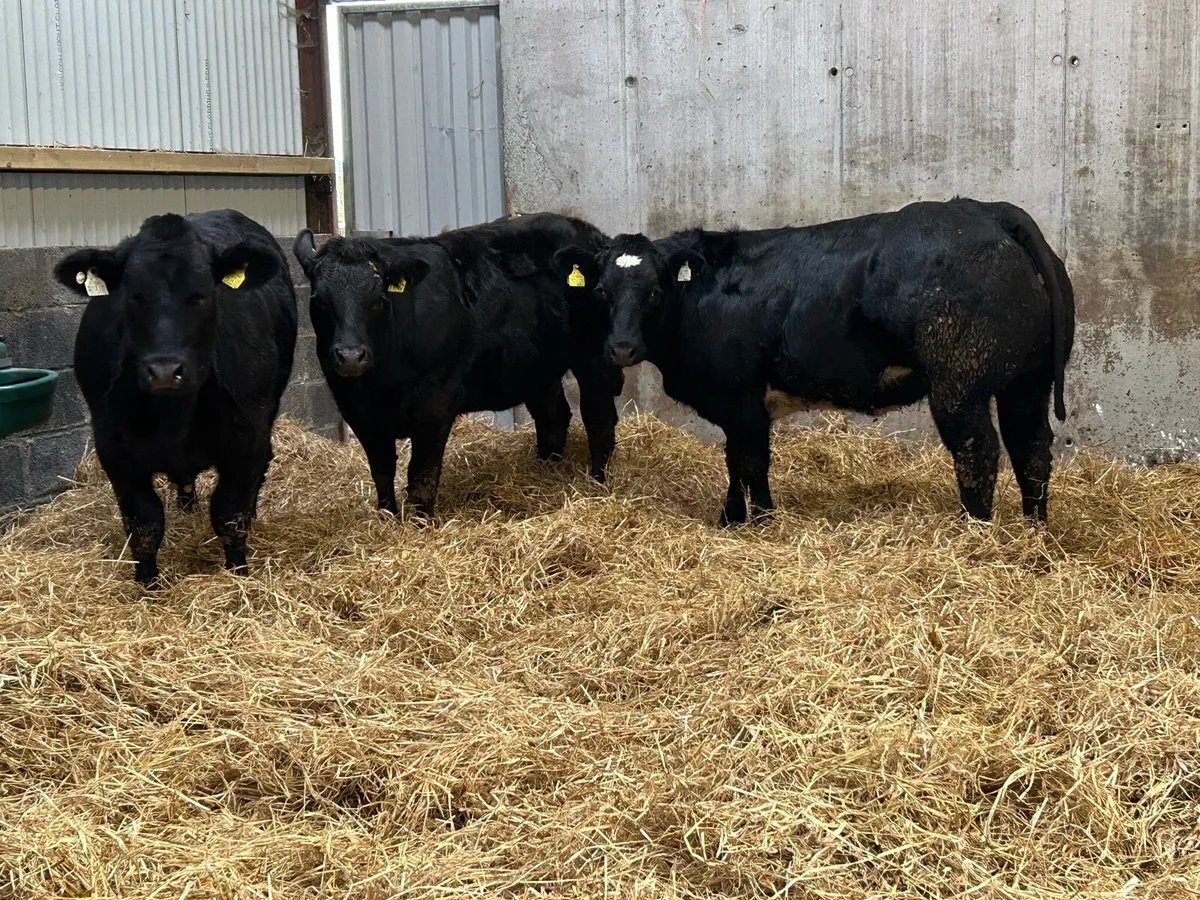 3 E Grading Heifers - Image 3