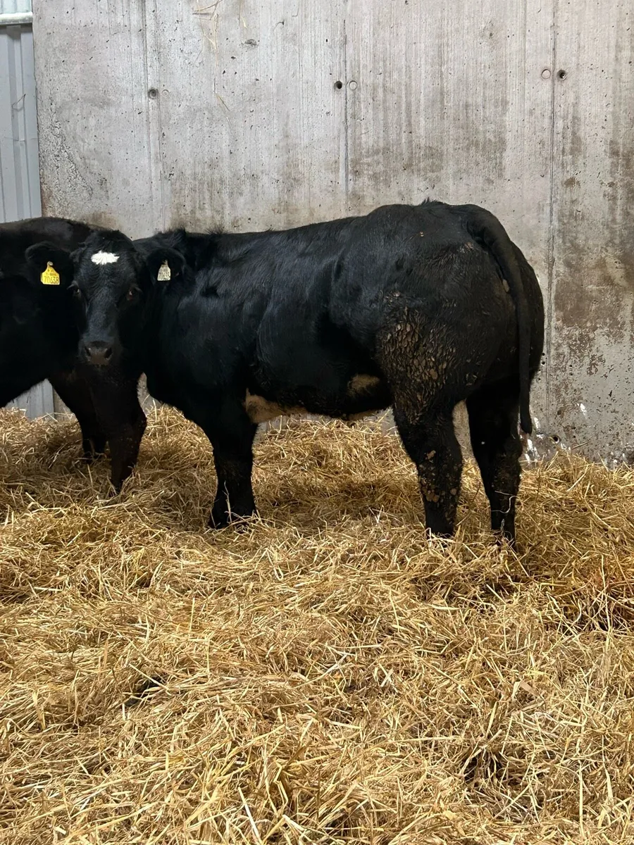 3 E Grading Heifers - Image 4