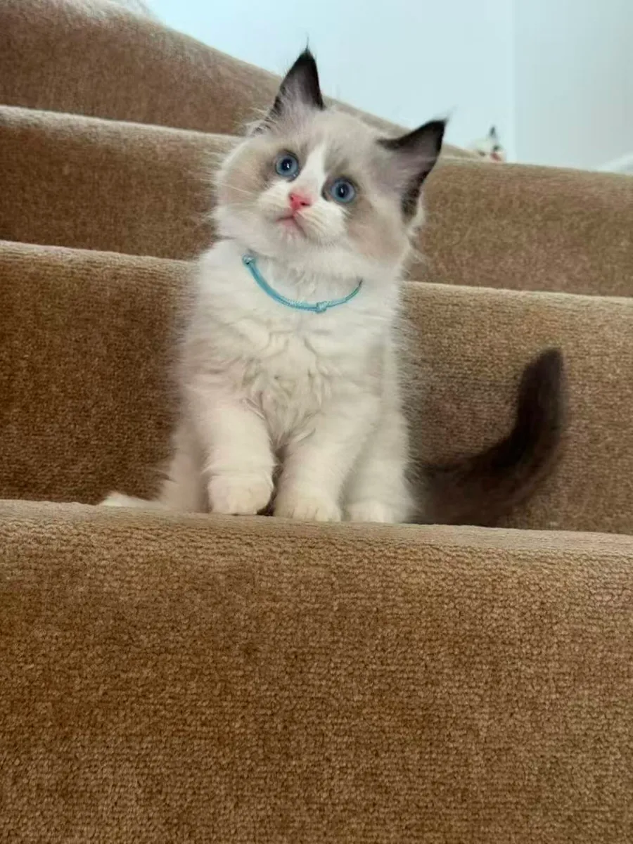 Ragdoll Kitten - Image 1