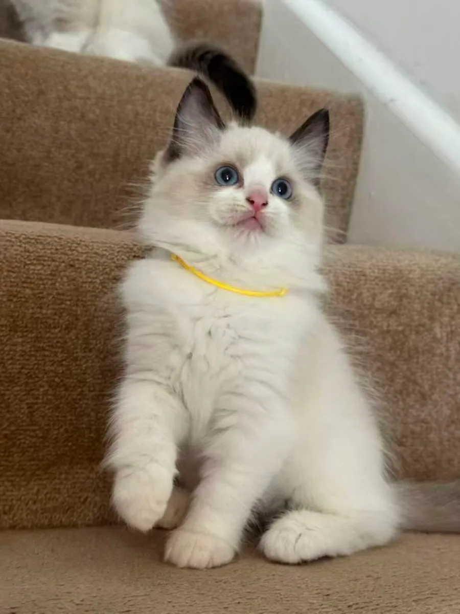 Ragdoll Kitten - Image 2