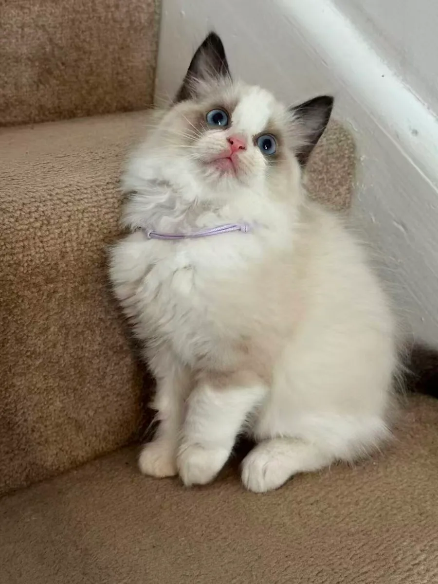 Ragdoll Kitten - Image 3