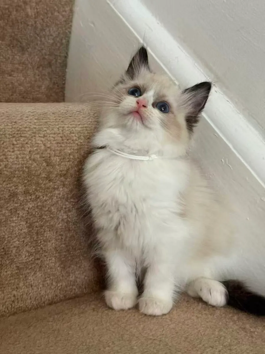 Ragdoll Kitten - Image 4