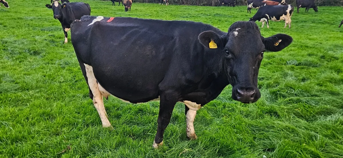 Milking cows - Image 1