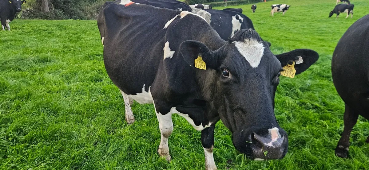 Milking cows - Image 2
