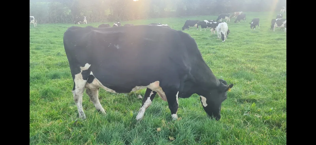 Milking cows - Image 3