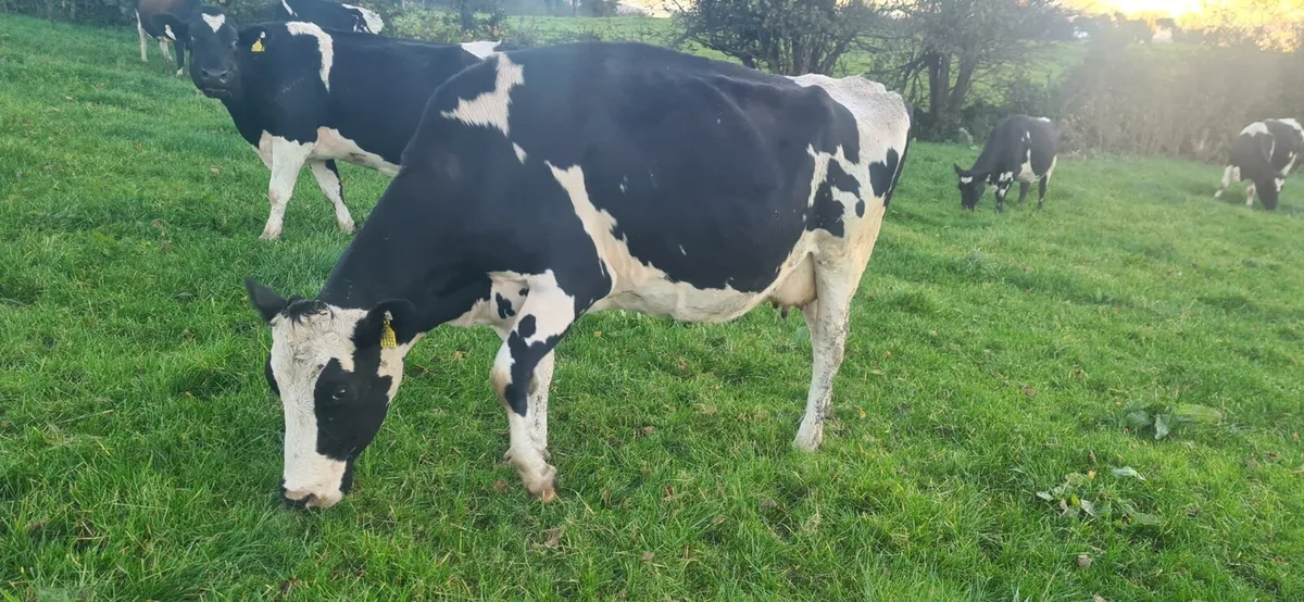 Milking cows - Image 4