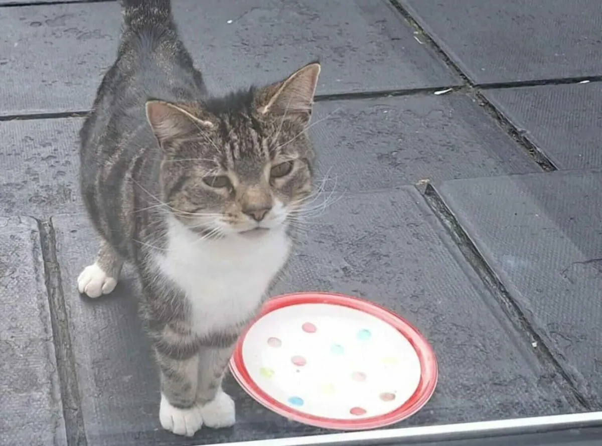 Skye 3 yo female cat - Image 1