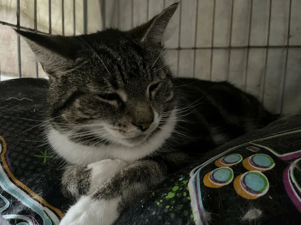 Skye 3 yo female cat - Image 2