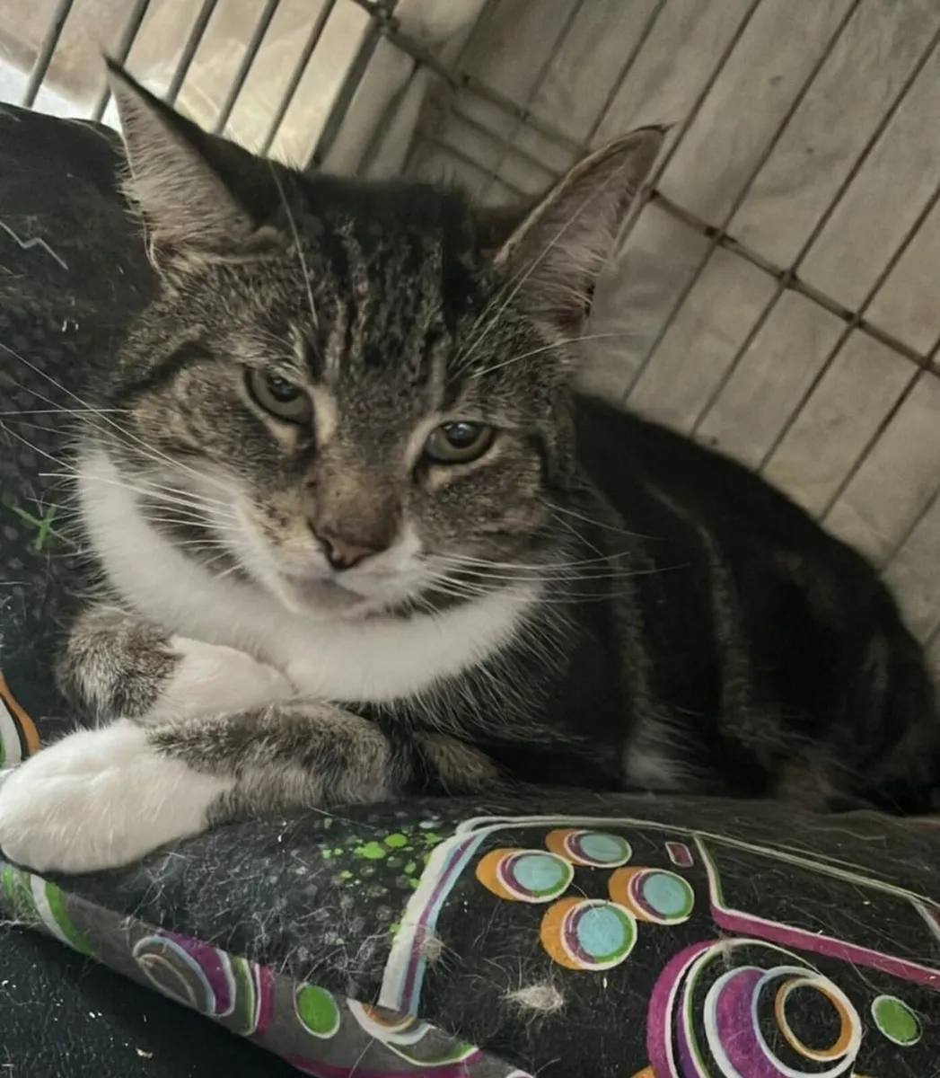 Skye 3 yo female cat - Image 3