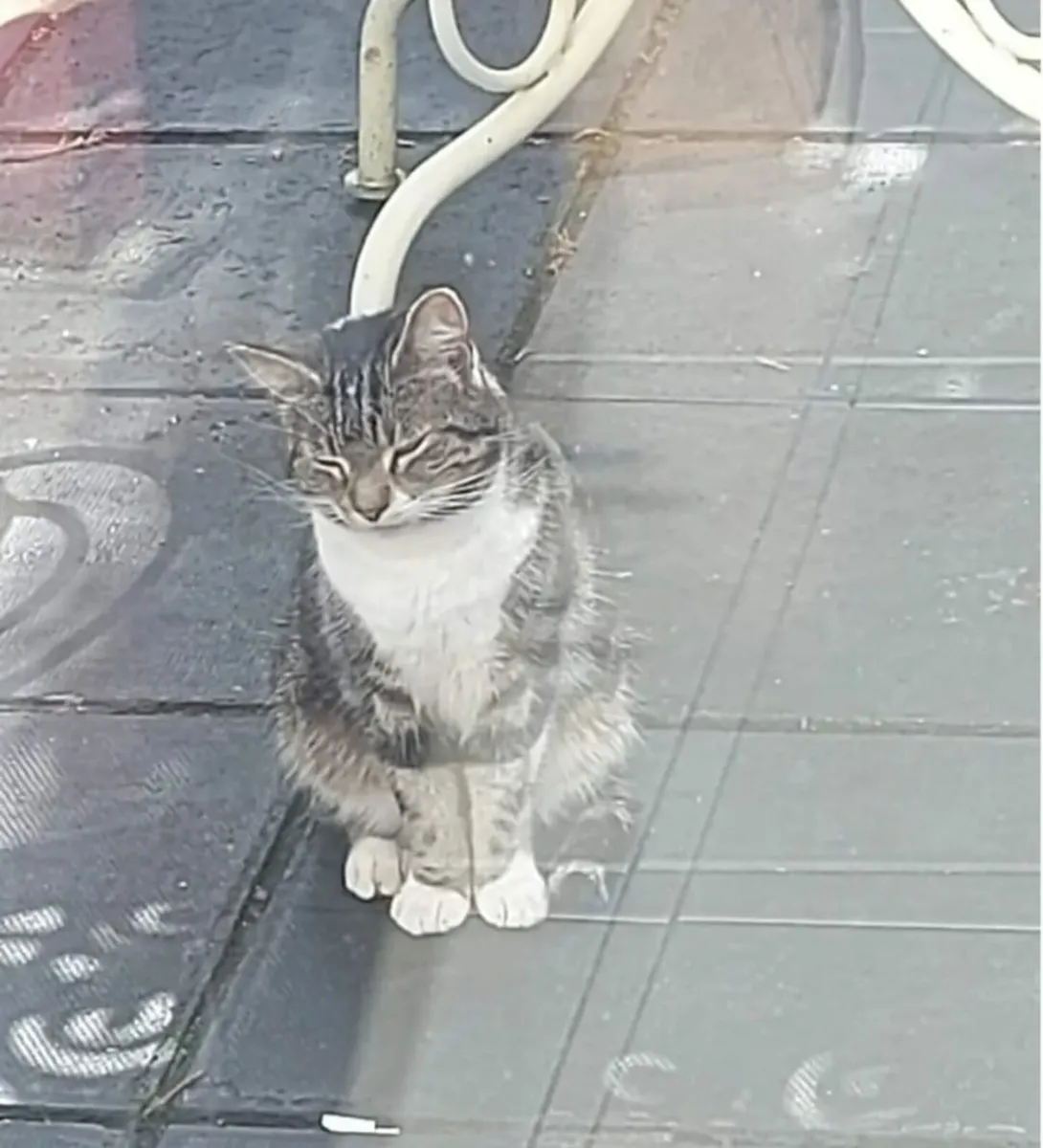 Skye 3 yo female cat - Image 4