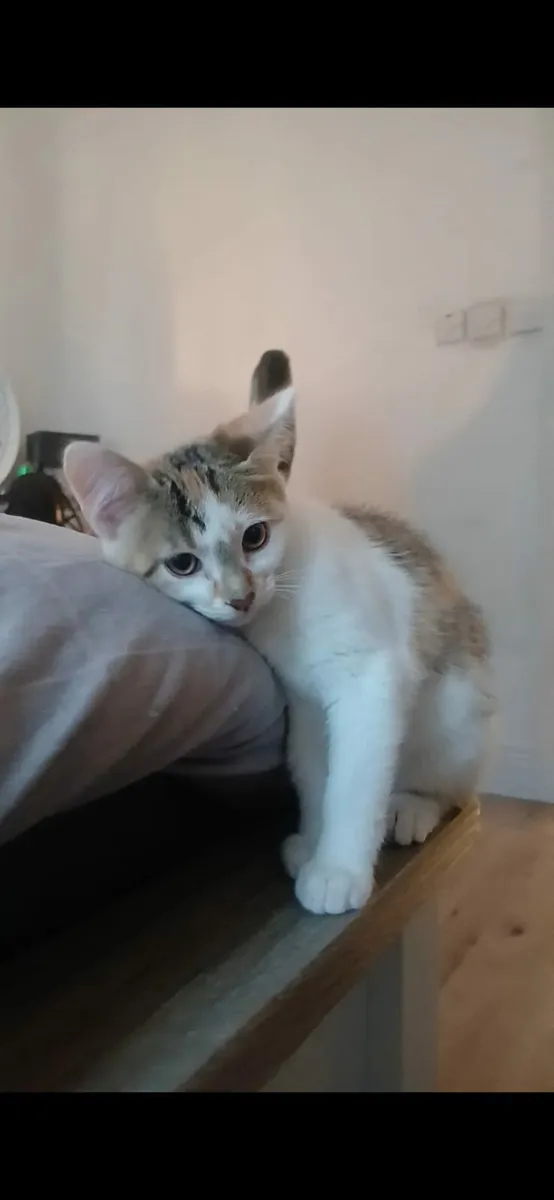 Oreo and Patches - Image 1