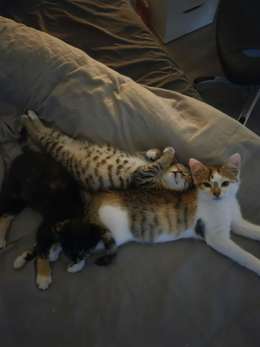 Oreo and Patches - Image 2