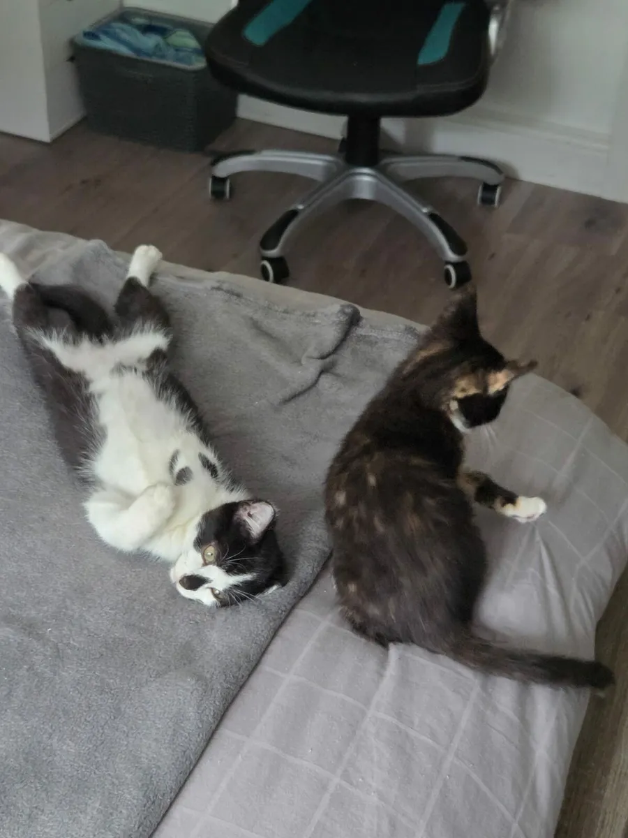 Oreo and Patches - Image 3