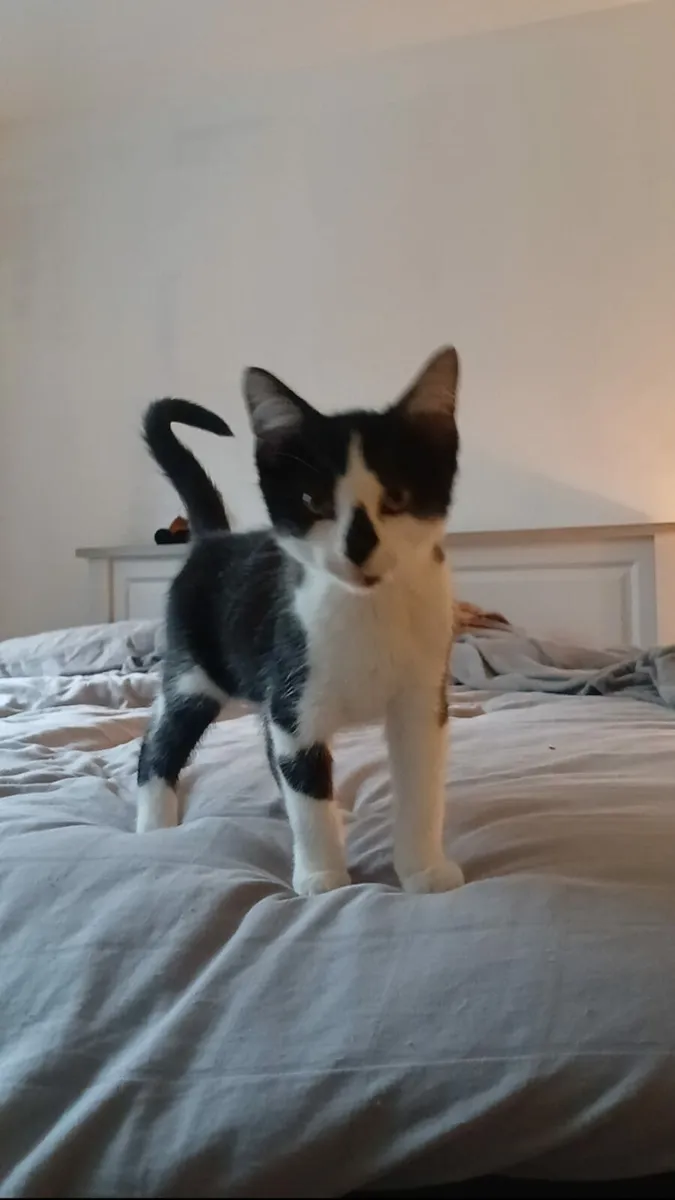 Oreo and Patches - Image 4