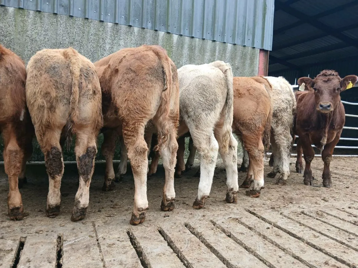 10 Super Weanling Bullocks - Image 1