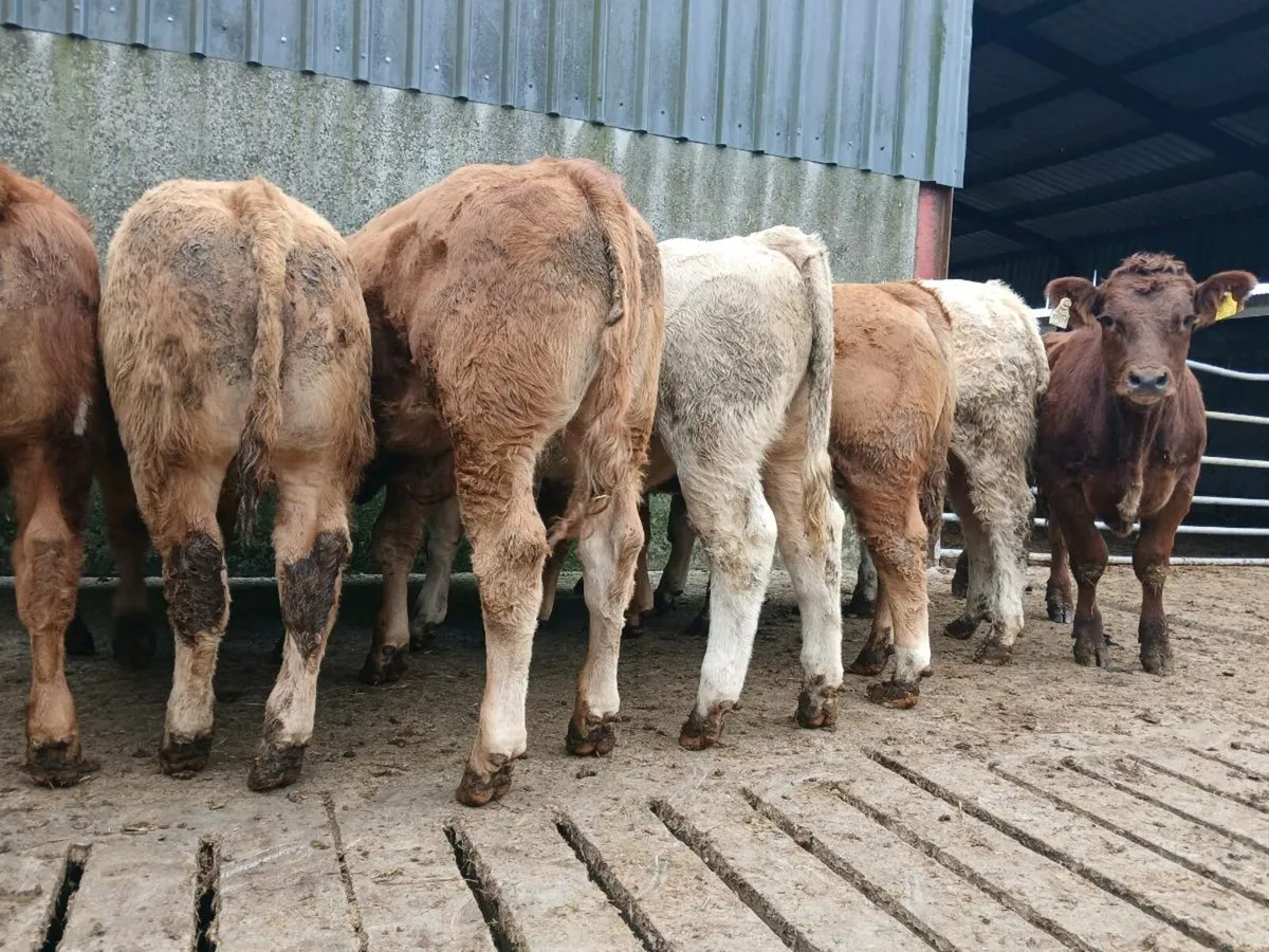 10 Super Weanling Bullocks - Image 2