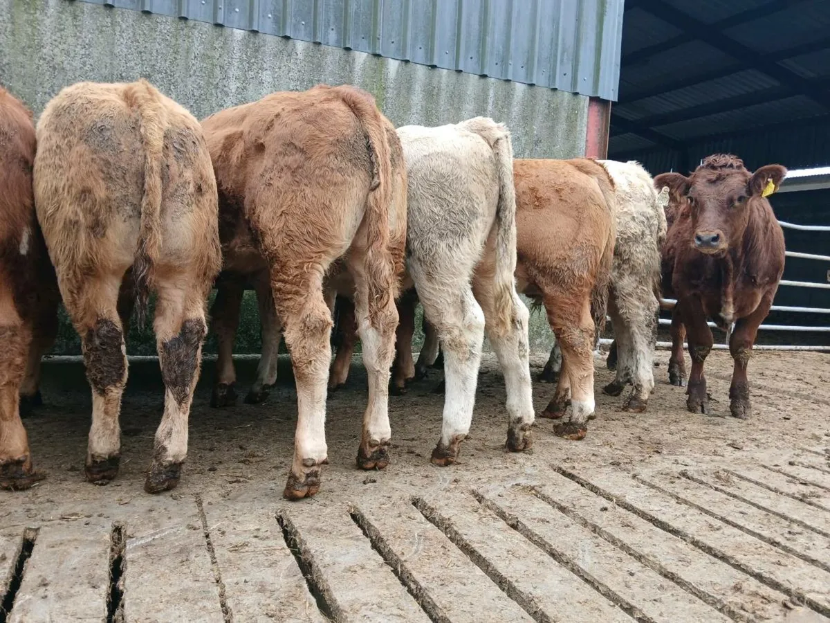 10 Super Weanling Bullocks - Image 3