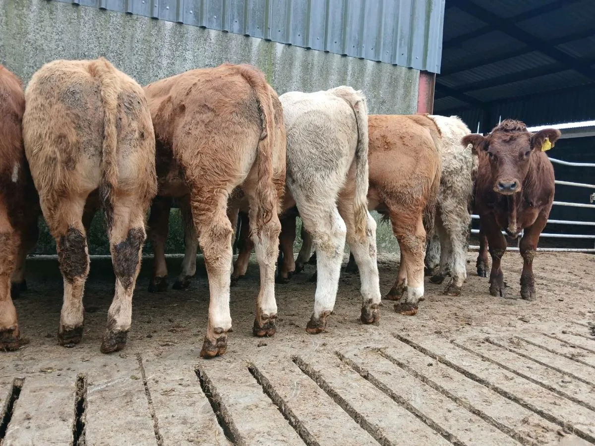10 Super Weanling Bullocks - Image 4