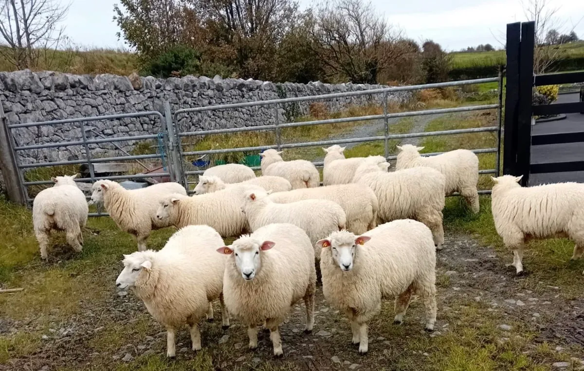 Pedigree Galway Ewe Lambs - Image 1