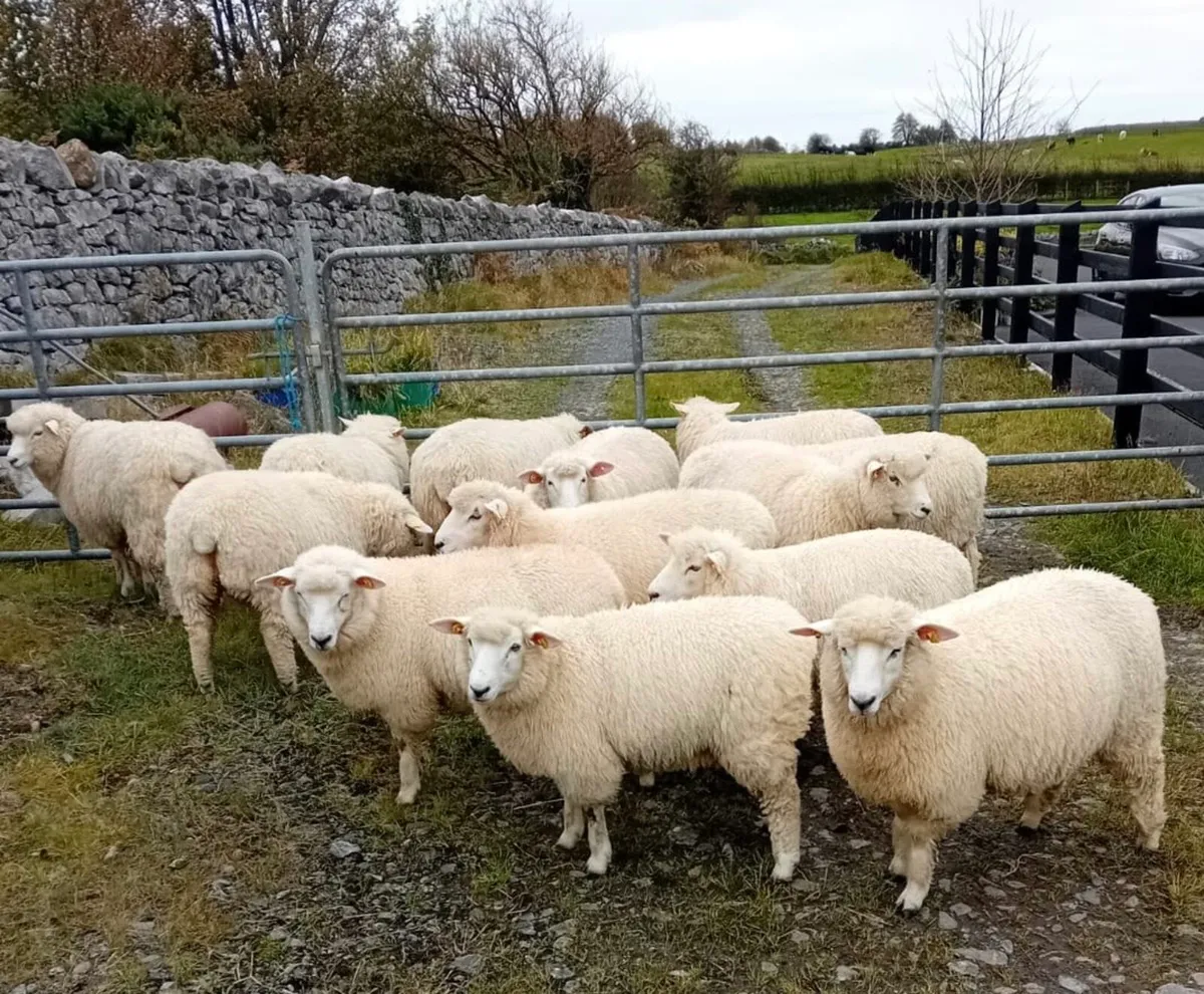 Pedigree Galway Ewe Lambs - Image 2