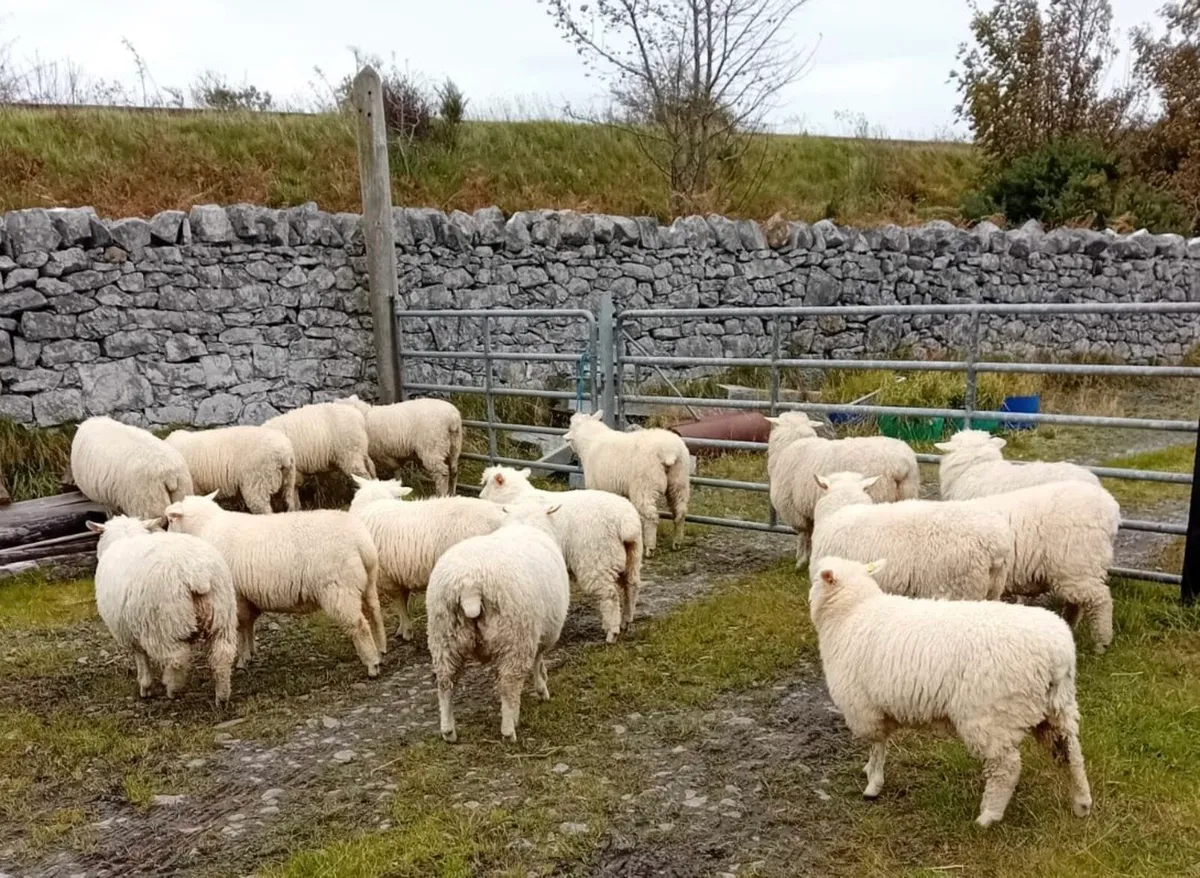 Pedigree Galway Ewe Lambs - Image 3