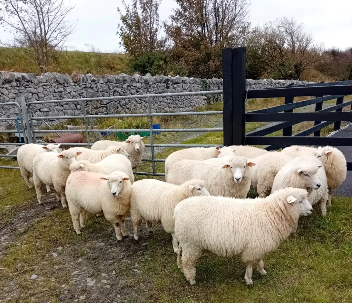 Pedigree Galway Ewe Lambs - Image 4