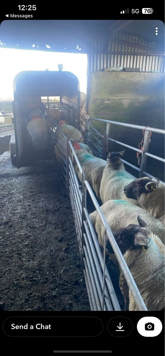 Sheep scanning - Image 1