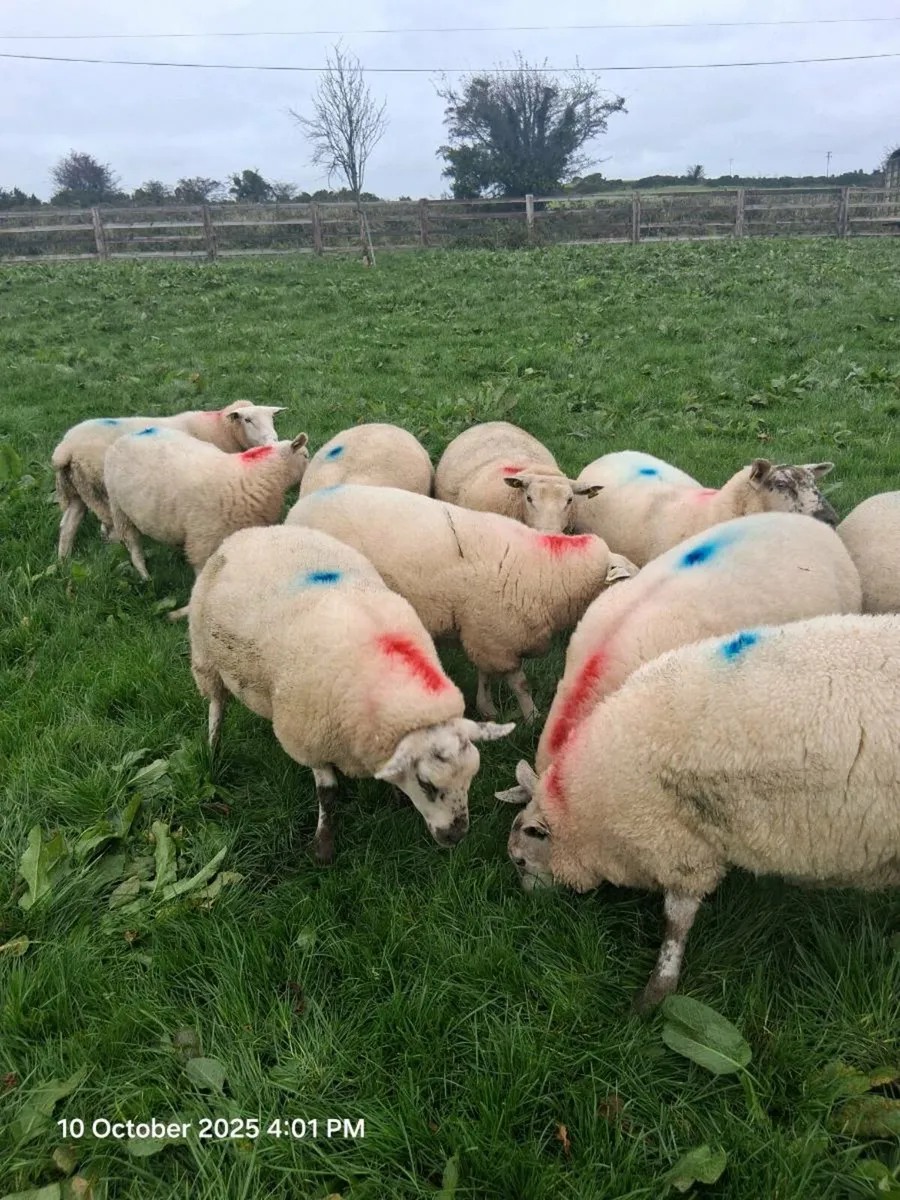 10 hogget Ewes - Image 2