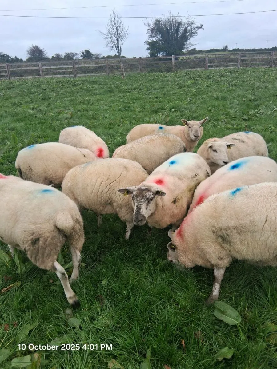 10 hogget Ewes - Image 3