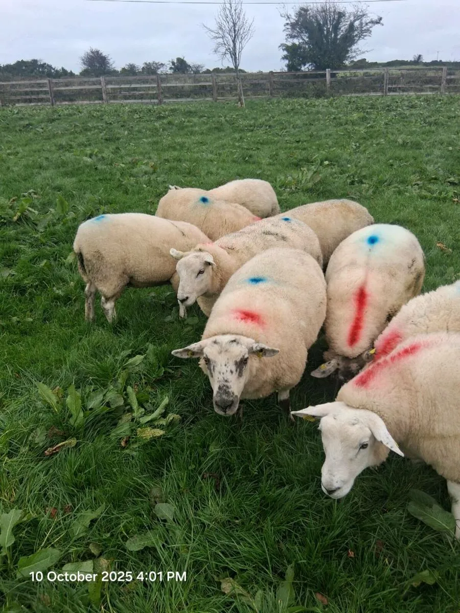 10 hogget Ewes - Image 4