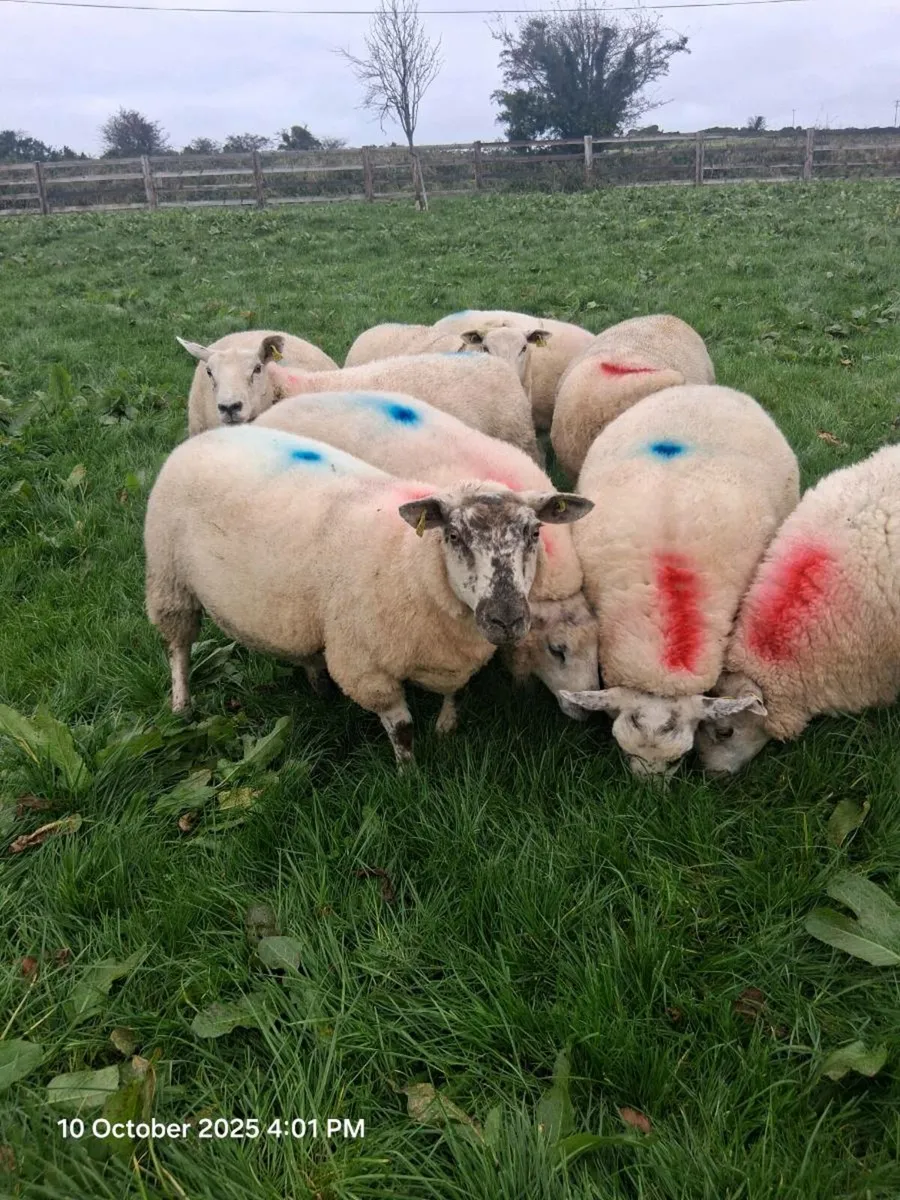 10 hogget Ewes - Image 1