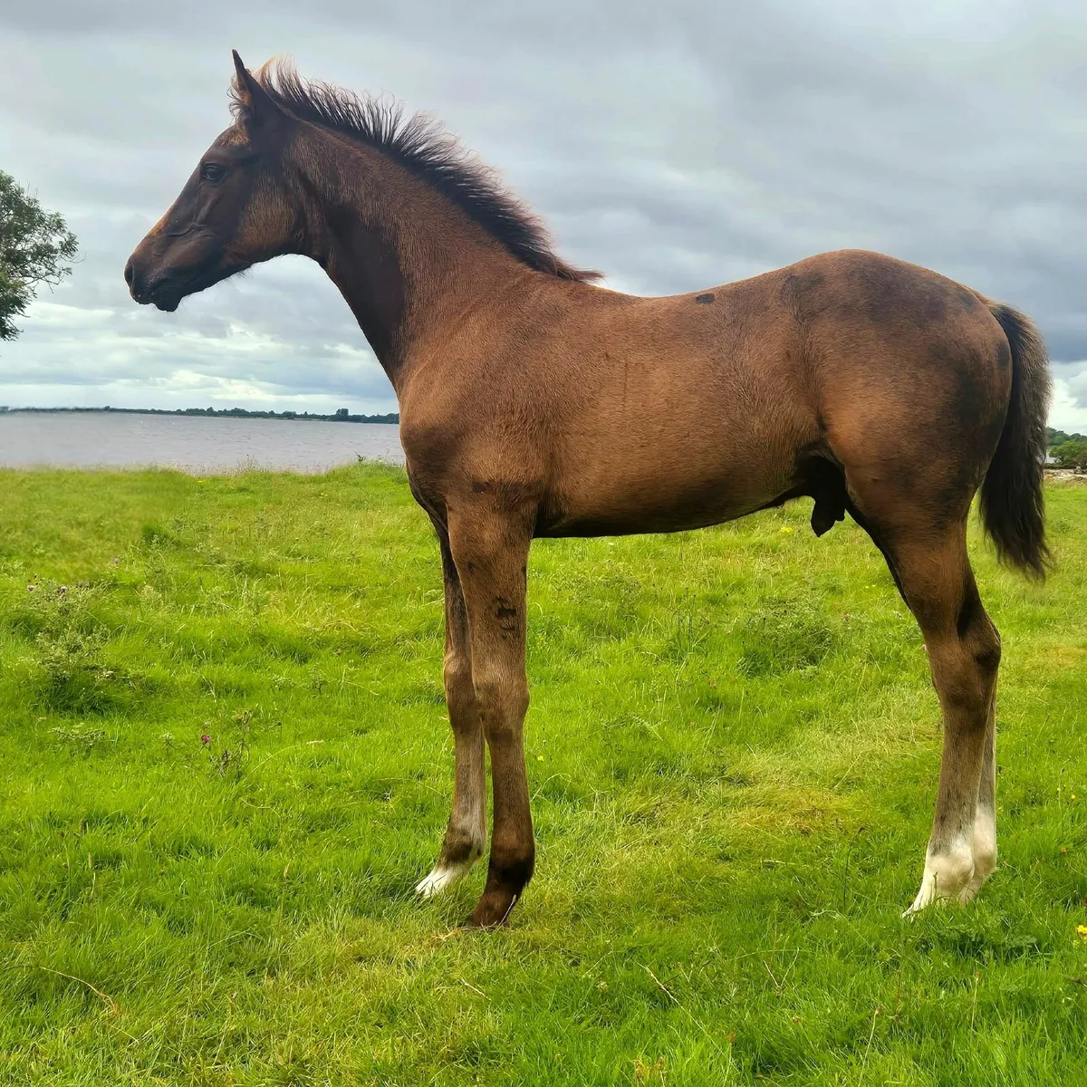 Horse - Image 1