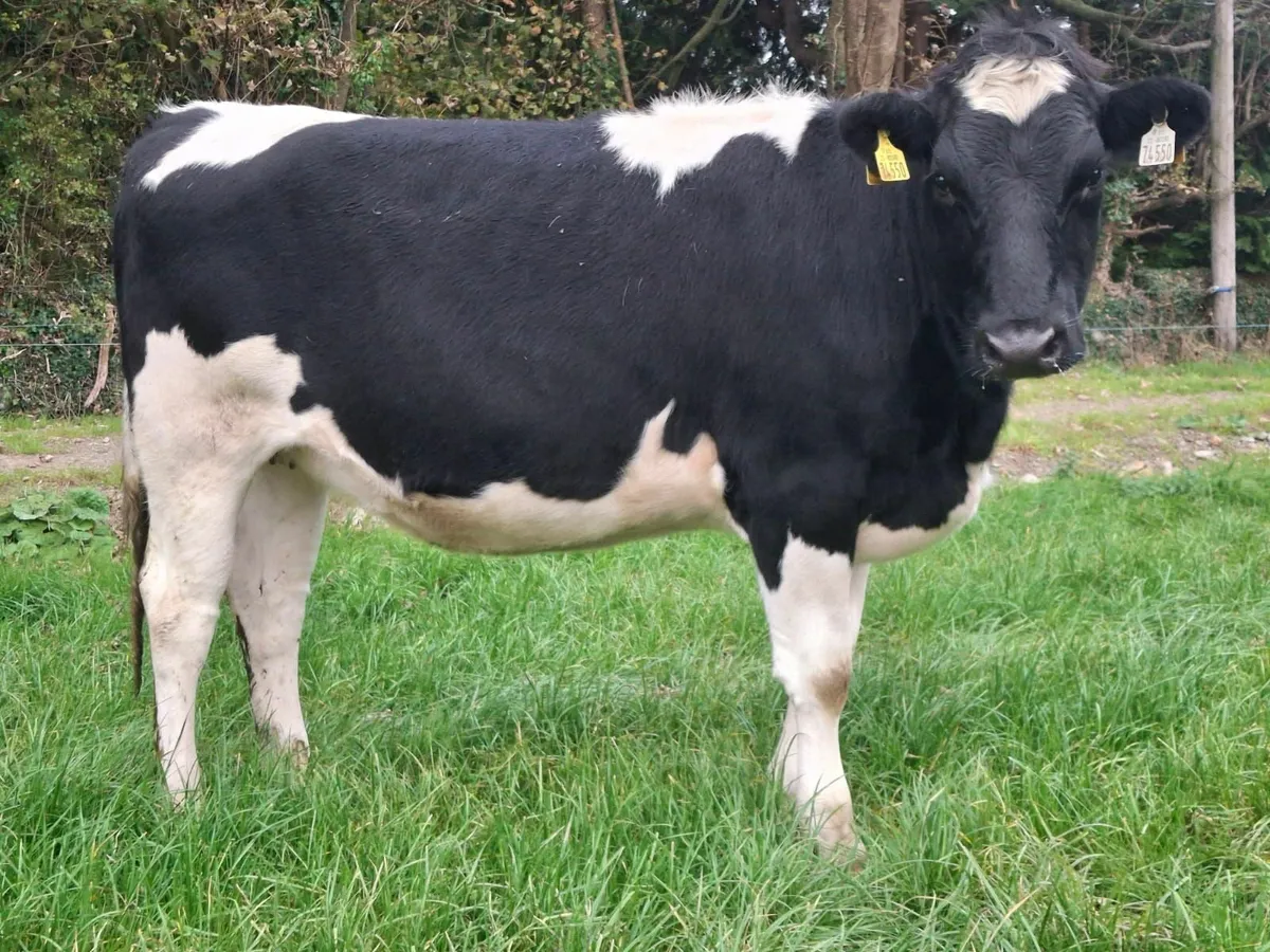 Grenan Pure Friesian Selling at Showcase Sale - Image 2