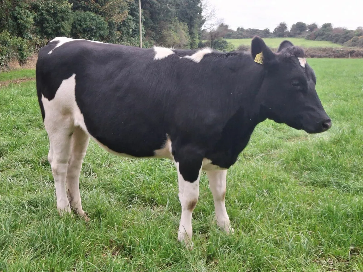 Grenan Pure Friesian Selling at Showcase Sale - Image 1