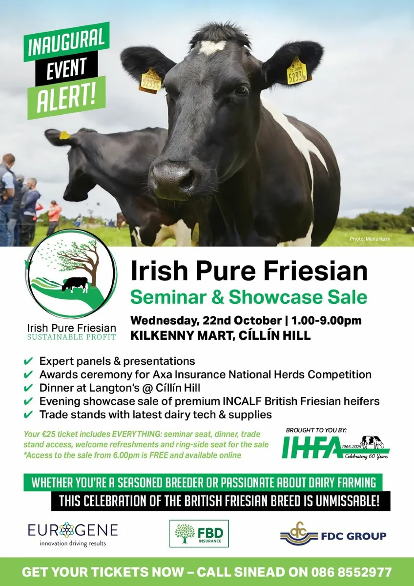 Grenan Pure Friesian Selling at Showcase Sale - Image 3