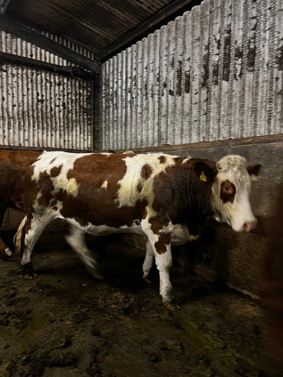 Simmental Heifers for Balla tomorrow - Image 1