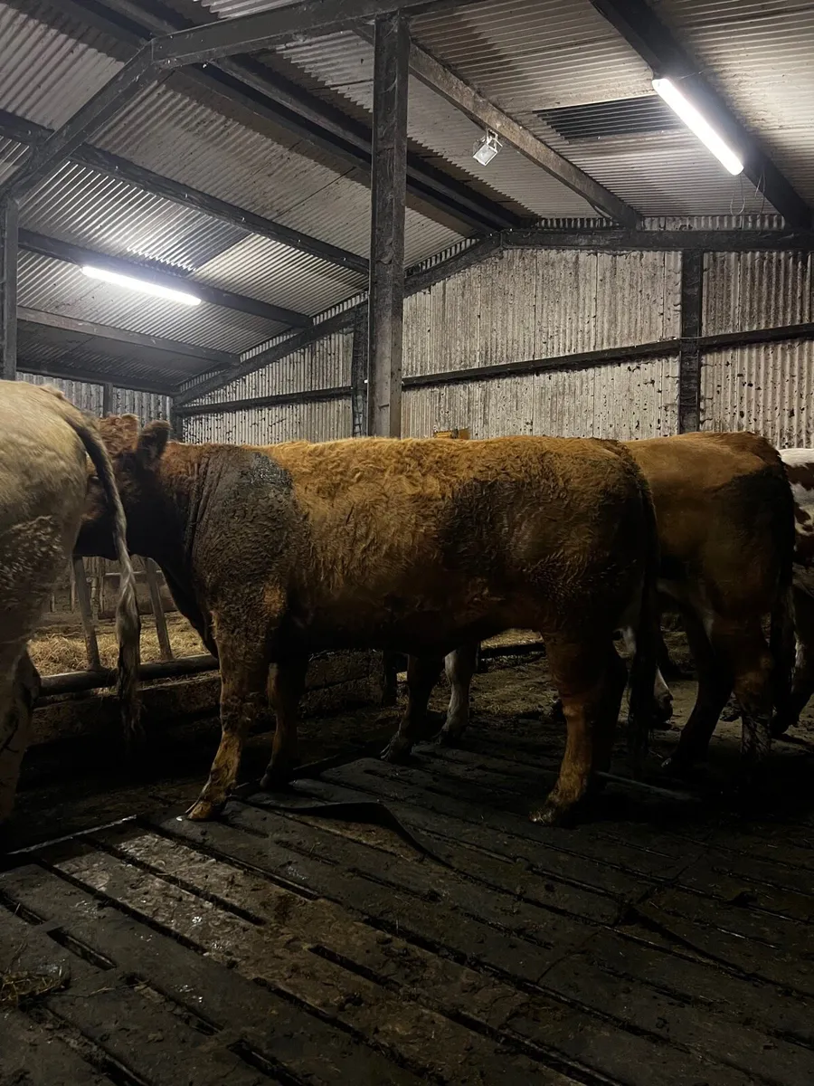 Simmental Heifers for Balla tomorrow - Image 2