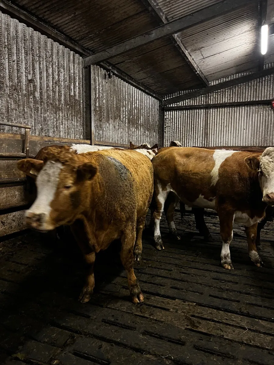 Simmental Heifers for Balla tomorrow - Image 3