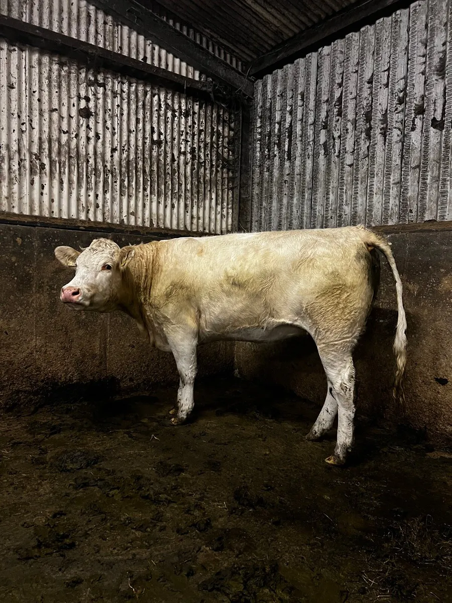 Simmental Heifers for Balla tomorrow - Image 4