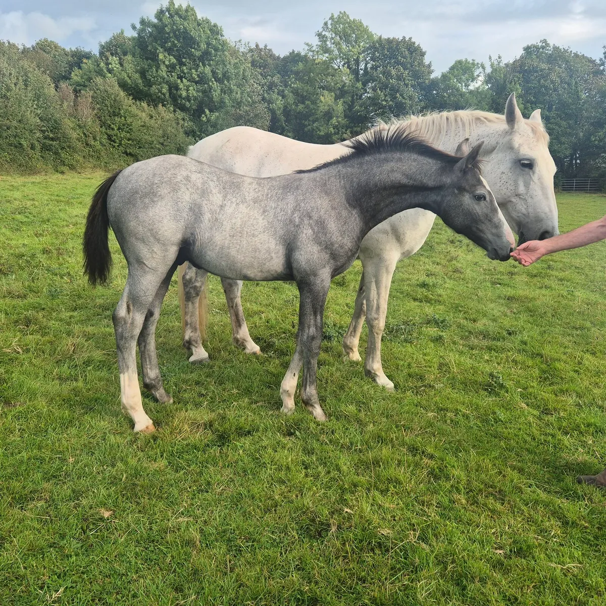 Horse - Image 2