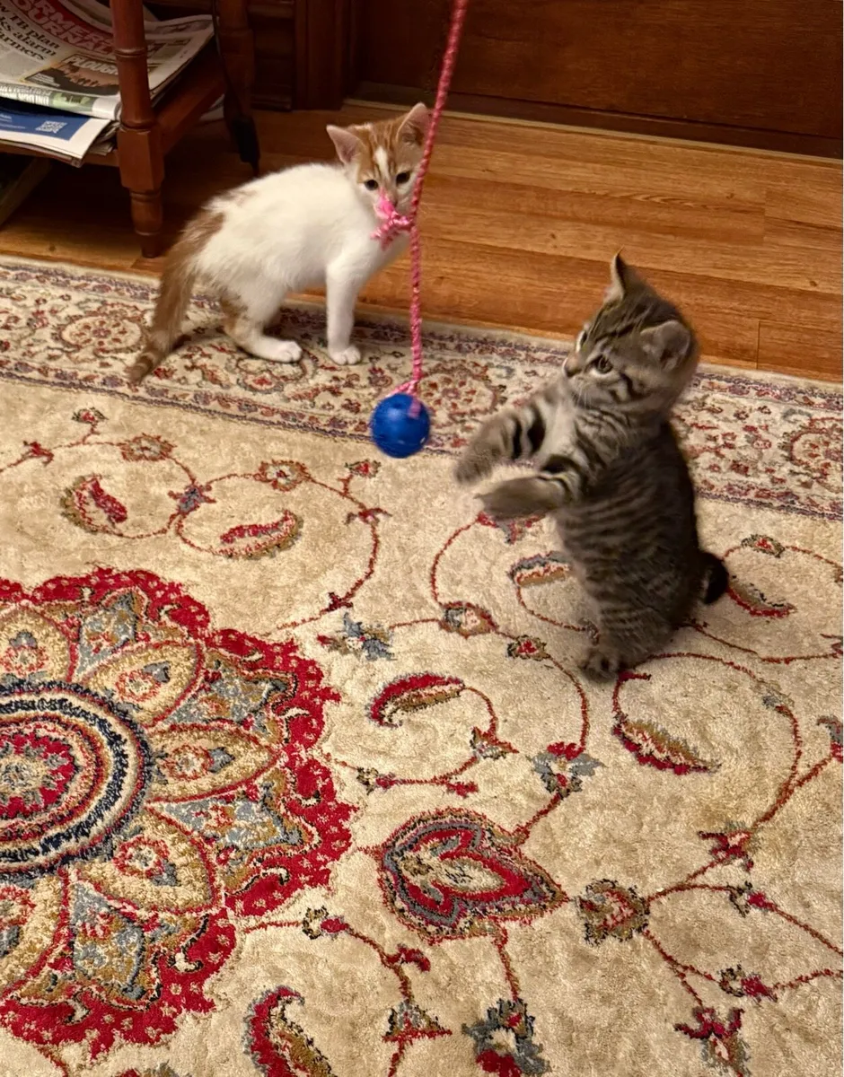 Beautiful kittens 💙💙 - Image 1