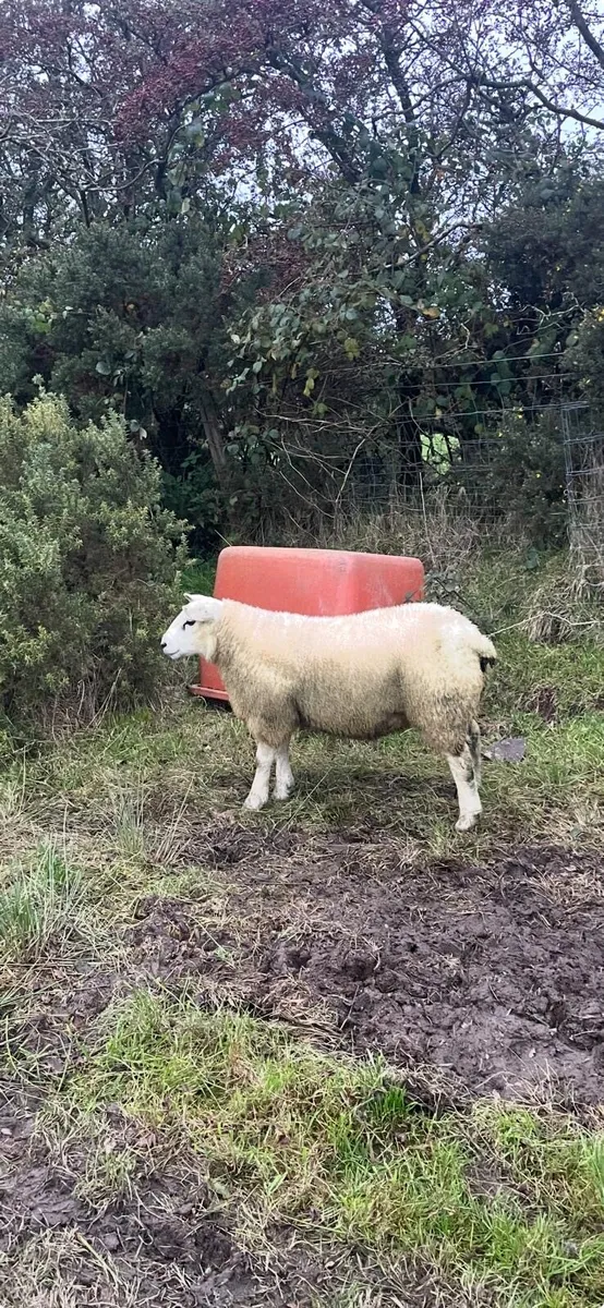 Powerful Texel Ram Lamd - Image 1
