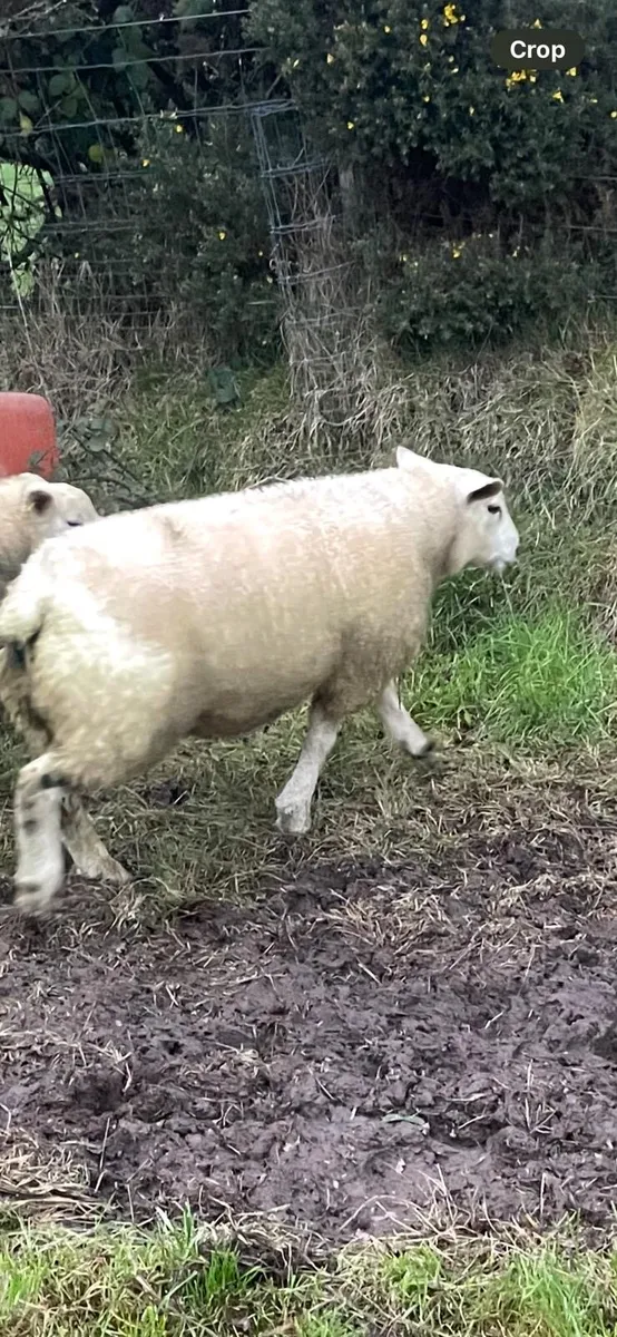 Powerful Texel Ram Lamd - Image 2
