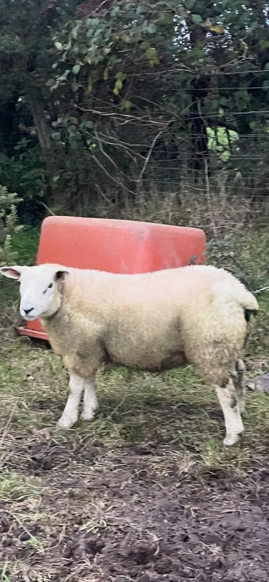 Powerful Texel Ram Lamd - Image 3