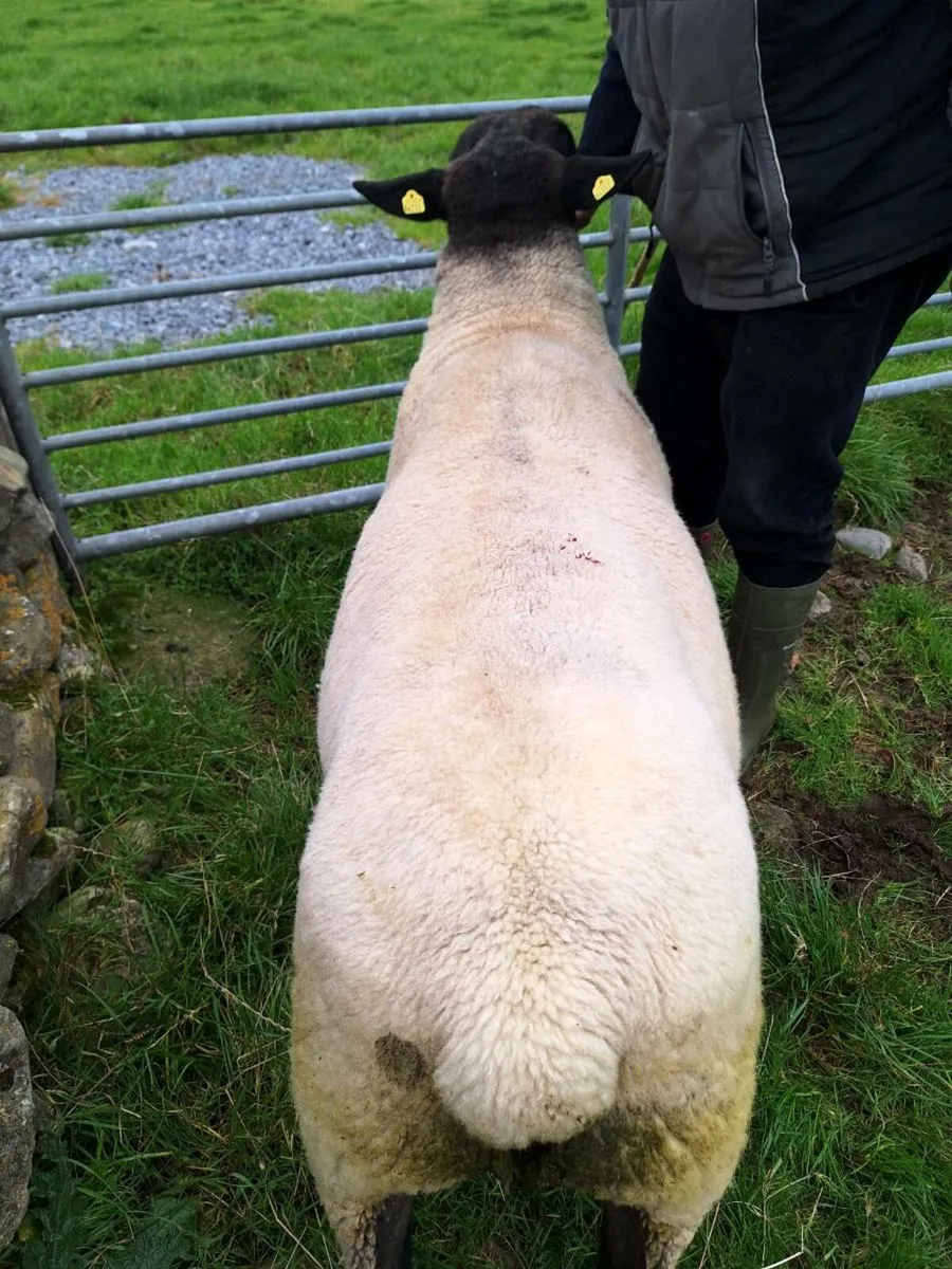 Suffolk Ram - Image 2