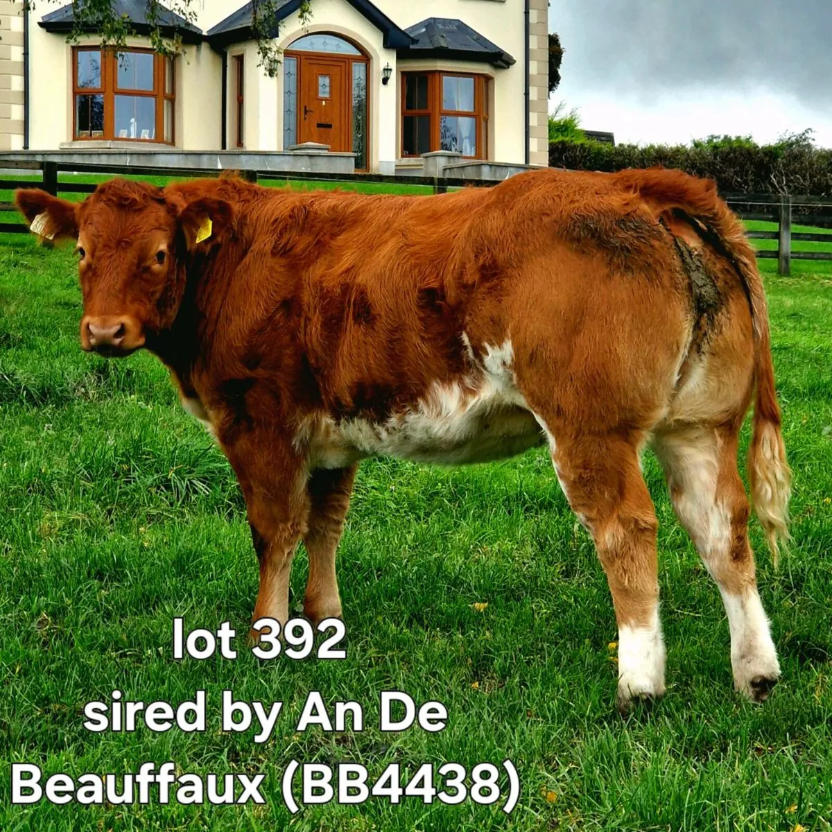 Heifer - Image 1