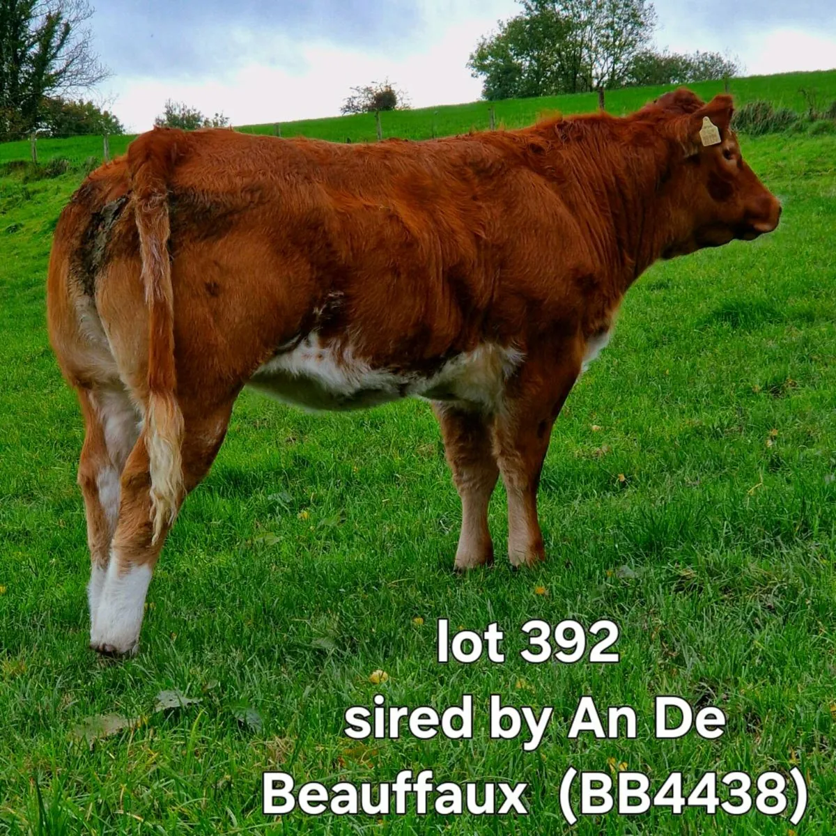 Heifer - Image 2