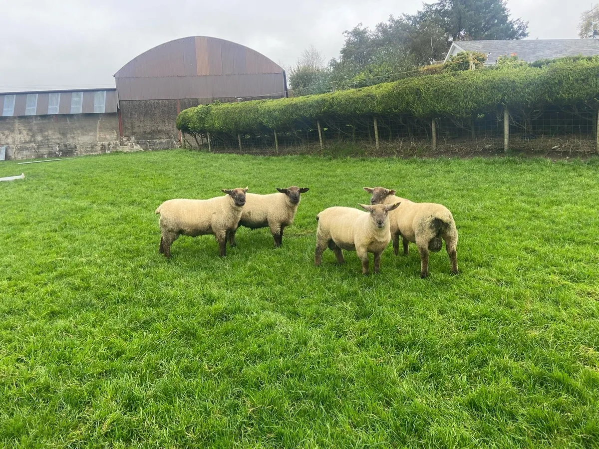 SuffTex Ram Lambs - Image 1