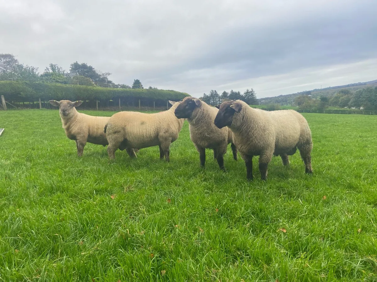SuffTex Ram Lambs - Image 2
