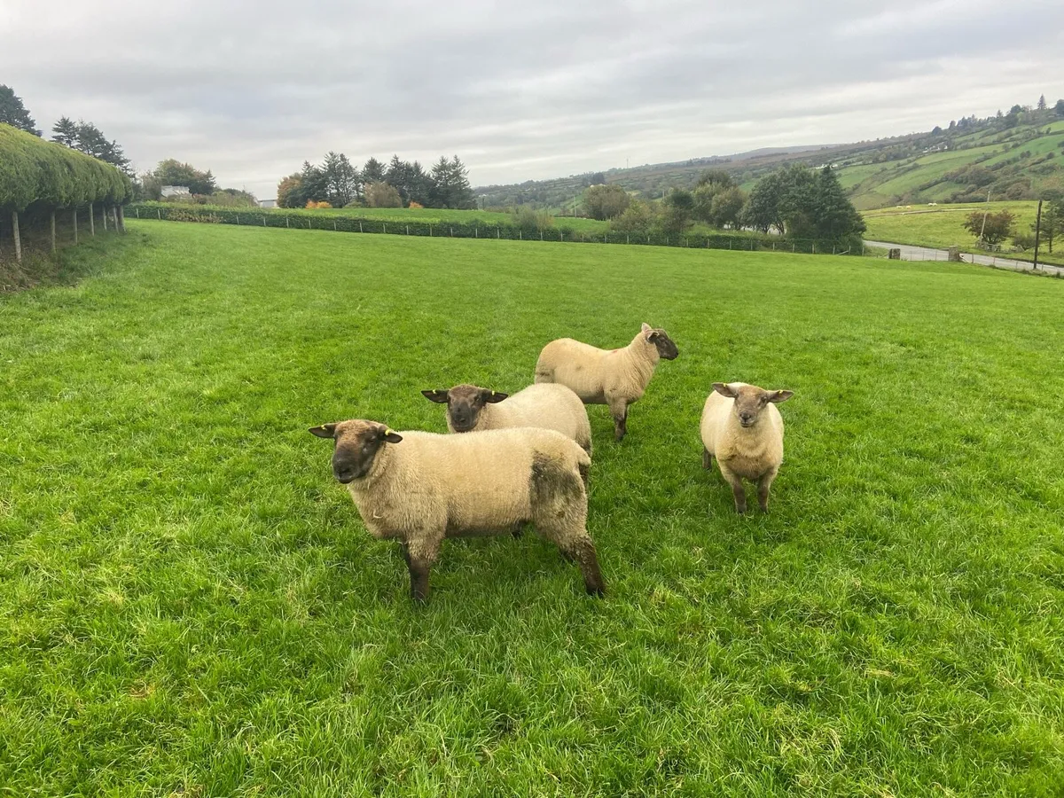 SuffTex Ram Lambs - Image 3